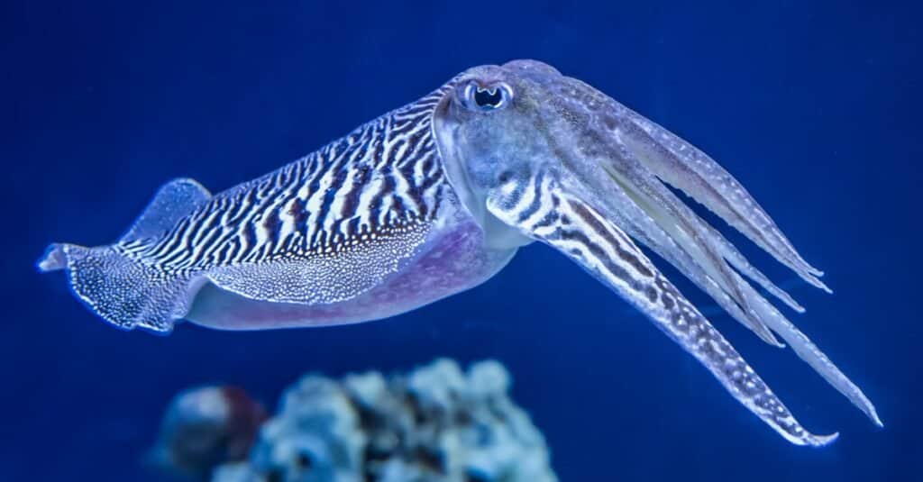 Craziest Animal Adaptations: Cuttlefish