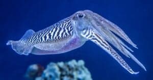 What Do Cuttlefish Eat? The 10 Favorites of their Diet Picture