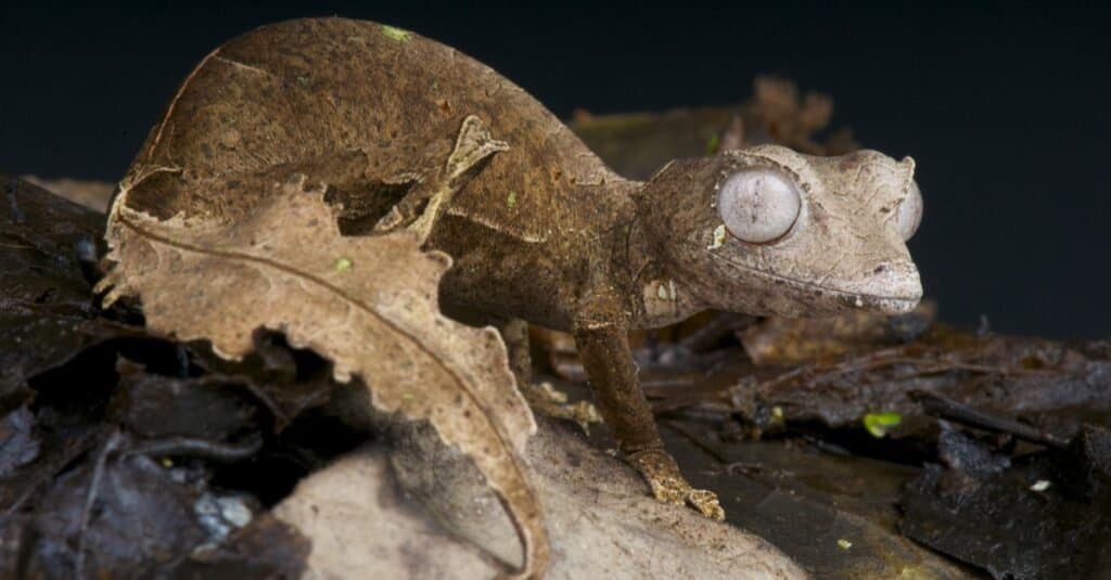 Craziest Animal Adaptations: Leaf-Tailed Gecko