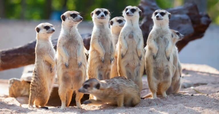 Craziest Animal Adaptations: Meerkat