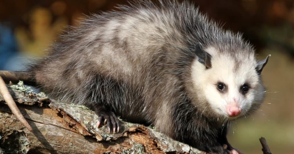 Virginia opossums are the only marsupial that's native to the United States.