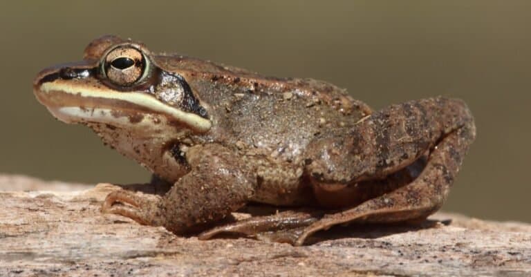 Craziest Animal Adaptations: Wood Frog