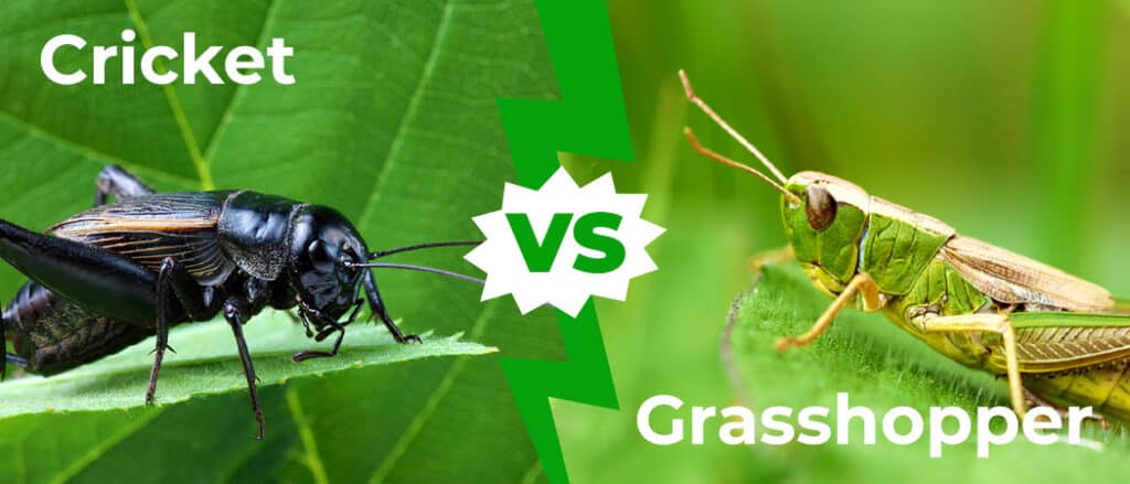 Cricket vs Grasshopper