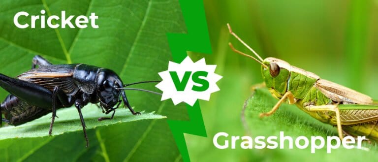 Cricket vs Grasshopper