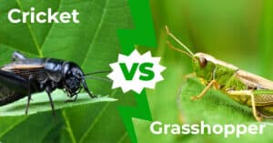 Crickets vs Grasshoppers: 9 Main Differences Revealed Picture