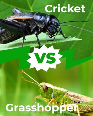 Cricket vs Grasshopper