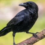 Caledonian crows are able to make tools out of paper and wood. 