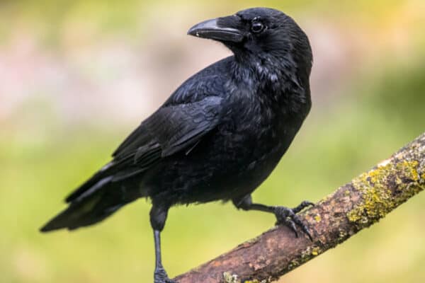 Caledonian crows are able to make tools out of paper and wood. 