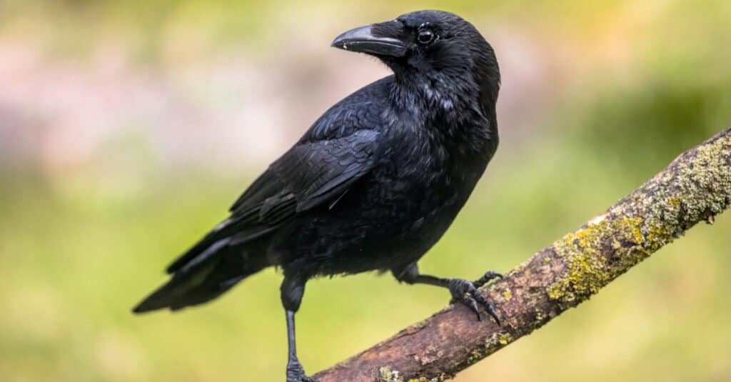 A crow, center frame looking back left. It is perched on a naked branch. It is black. Indistincet mostly green background. 