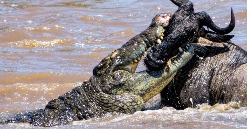 See This Monster Crocodile Flex Its Insane Power on a Huge Wildebeest - AZ  Animals