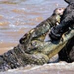 A wildebeest being attacked and killed by a crocodile. Crocodiles have been around since the age of the dinosaurs.