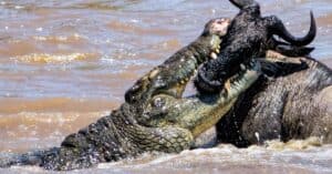 Worst Summer Swim Ever! Wildebeest Manages to Escape a Crocodile’s Jaws Twice photo