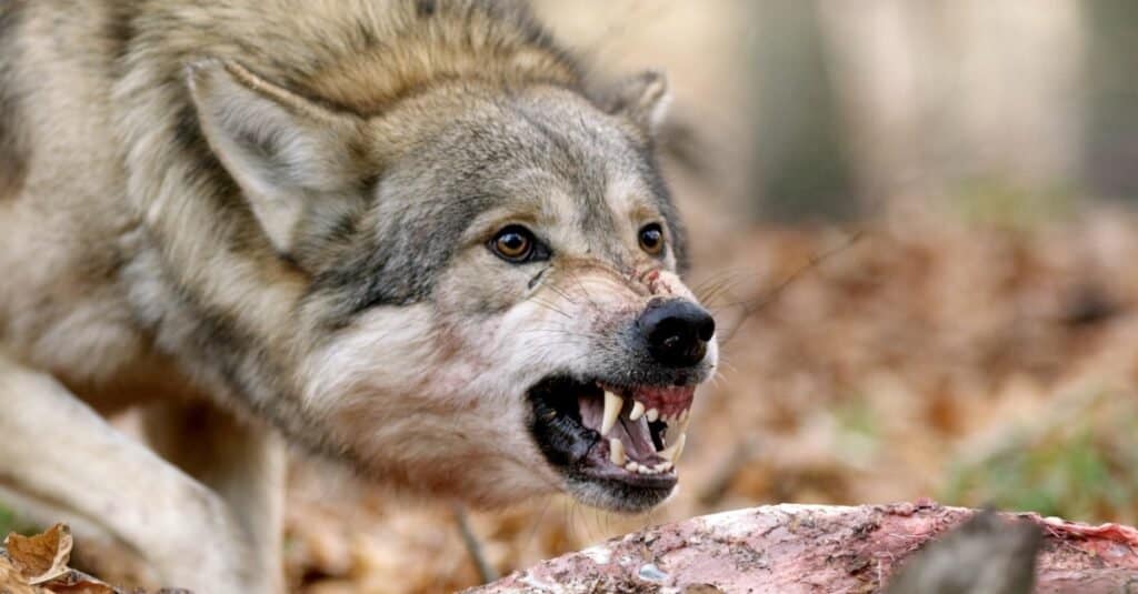 Deadliest Animals in the World: Dog/Wolf