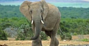 How Much Do Elephants Weigh? Picture