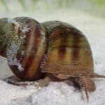 Aquatic snails have two tentacles and land snails have four, with the eyes located at their tips (land snails) or at their base (aquatic snails). Snails depend on their senses of smell and touch and on chemosensory organs to navigate their world.