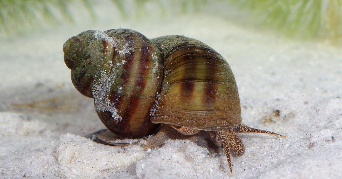 Aquatic snails have two tentacles and land snails have four, with the eyes located at their tips (land snails) or at their base (aquatic snails). Snails depend on their senses of smell and touch and on chemosensory organs to navigate their world.