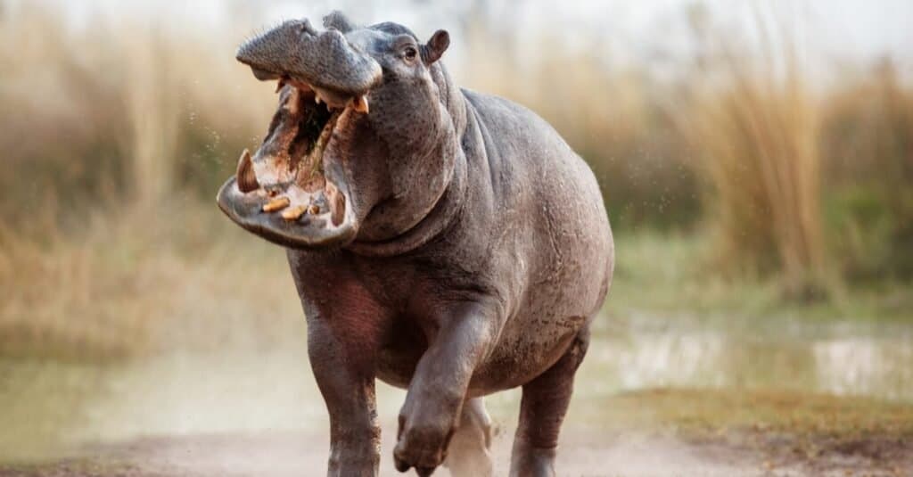 Deadliest Animal in the World: Hippopotamuses