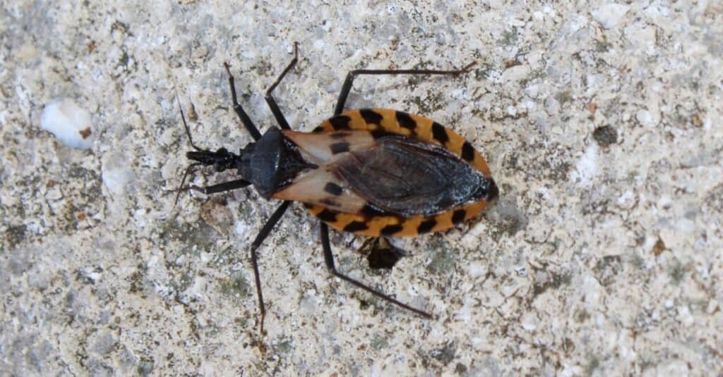 Động vật chết người nhất trên thế giới: Những con bọ hôn
