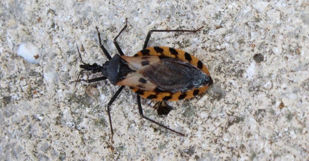 Kissing Bug on the ground