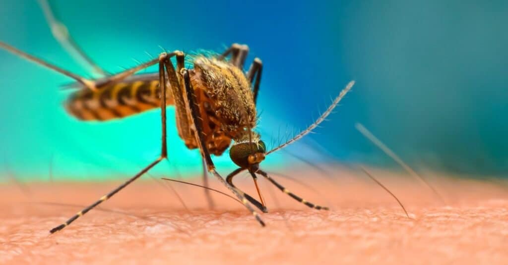 Deadliest Animal in the World: Mosquitoes. Picture shows a close up of a mosquito with its probiscus stuck in human skin, sucking blood. 