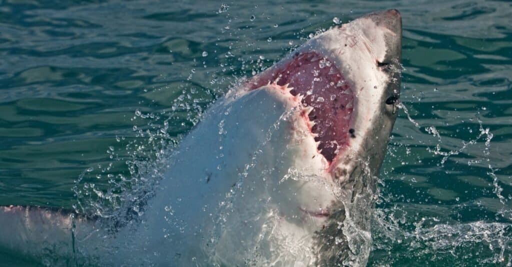 Deadliest Animal in the World: Sharks