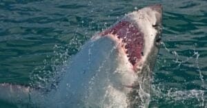 What Is The Great White Sharks Bite Force Picture