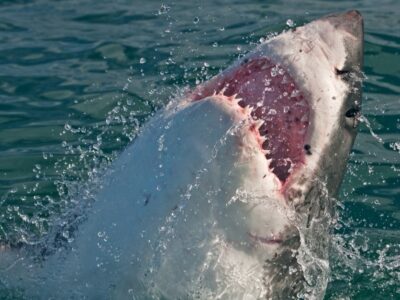 A Discover the Great White Shark’s Bite Force and How It’s Computed