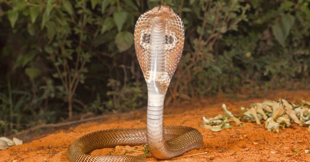 King Cobra Snake, Hobby Lobby