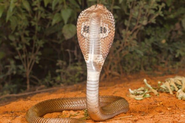 Spectacled cobra, Naja naja, Bangalore, Karnataka. The Indian cobra is one of the big four venomous species that inflict the most snakebites on humans in India.
