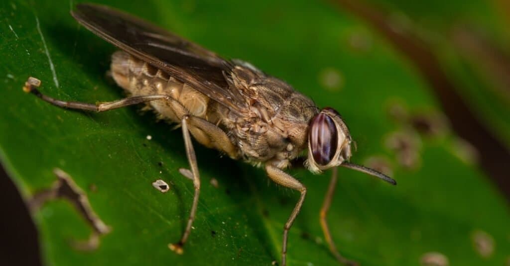 The deadliest animal in the world: the tsetse fly