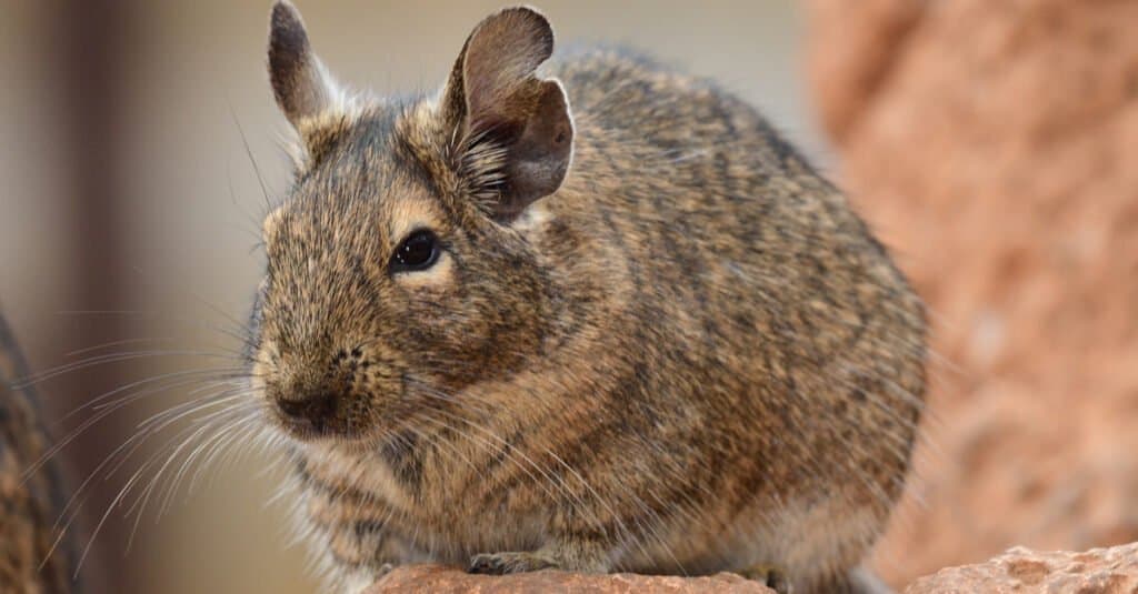 Animals that build things like humans – rodents
