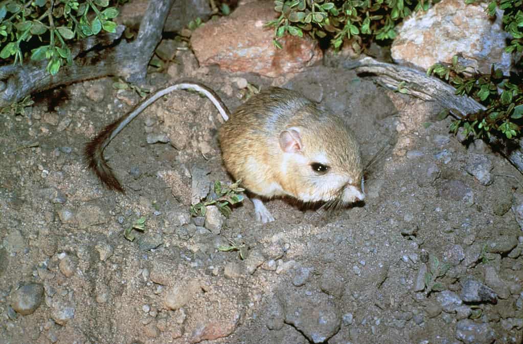 Giant kangaroo rat (Dipodomys ingens)