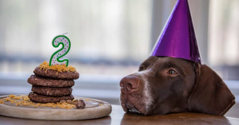 A pup celebrates his second birthday