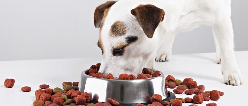 Dog Food for Allergies
