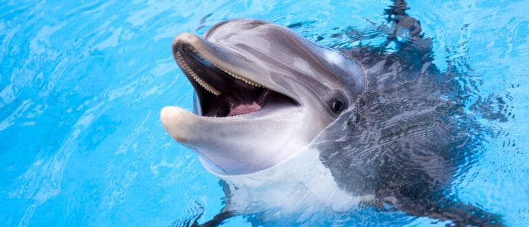 Animals that build things like humans –Dolphin