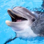 A dolphin's communication and decision-making skills often draw comparisons with humans.