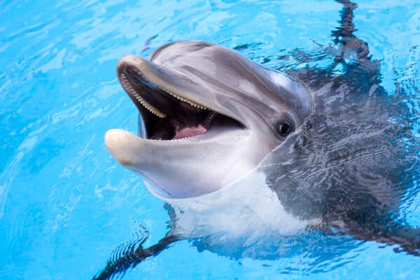 A dolphin's communication and decision-making skills often draw comparisons with humans.