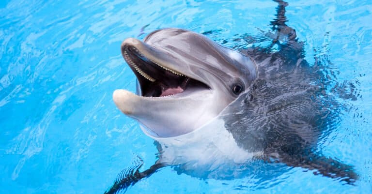 Animals that build things like humans – dolphin
