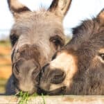 Donkeys have been known to sweat due to heat exposure and intravenous adrenaline infusion.