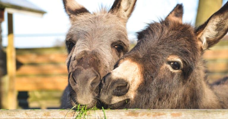 Animals that sweat – donkeys