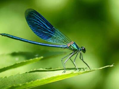 A Discover 7 Amazing Plants that Attract Dragonflies