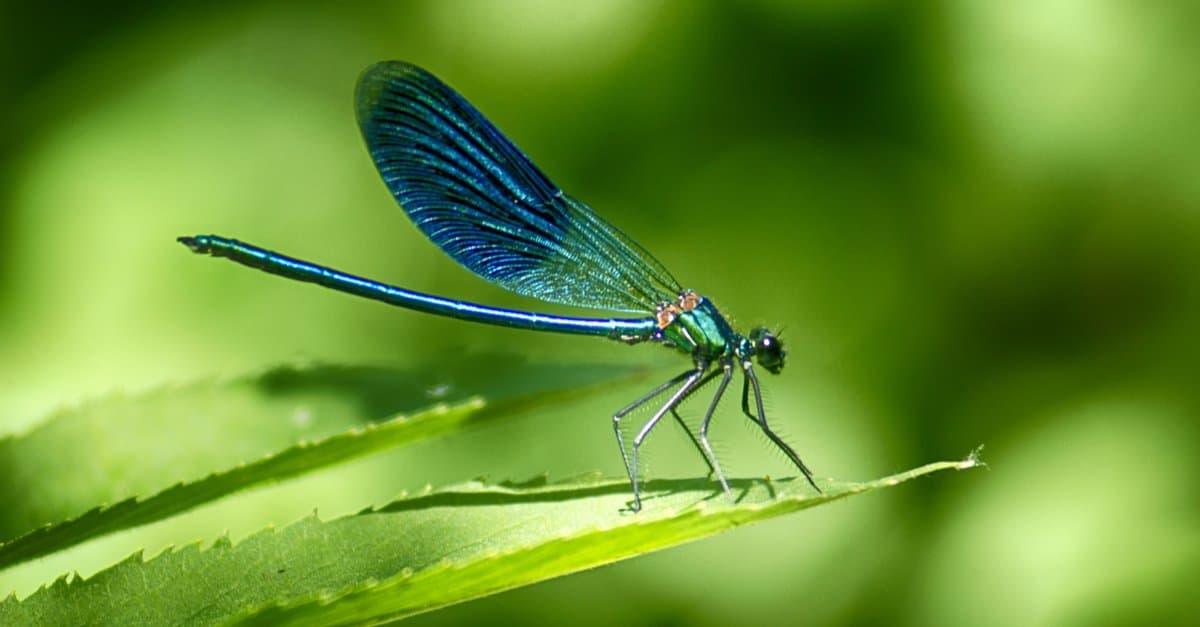 Are Dragonflies Dangerous? - AZ Animals