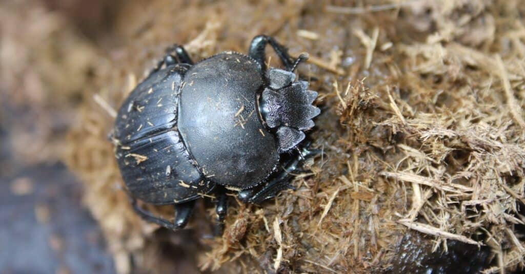 African dung beetle species on horse dung.