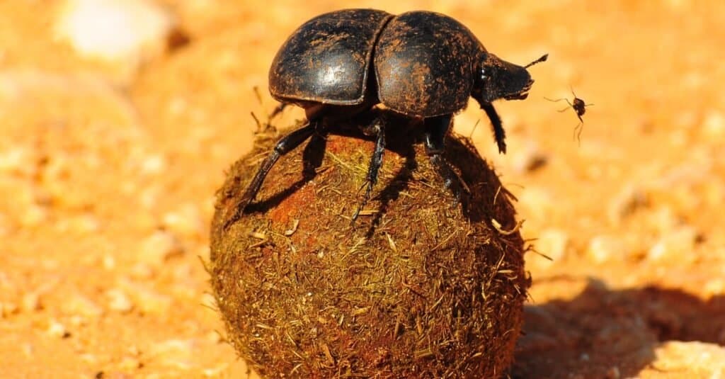 Dung Beetle on dung, close-up.