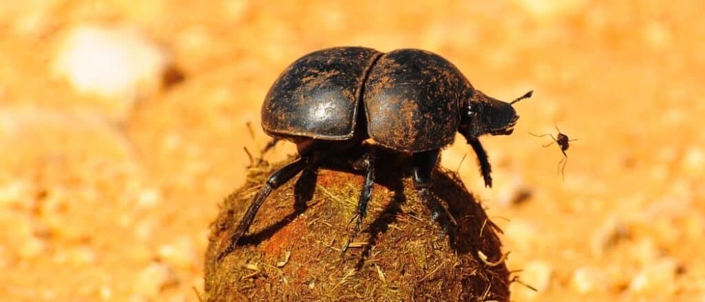 Dung Beetle close-up