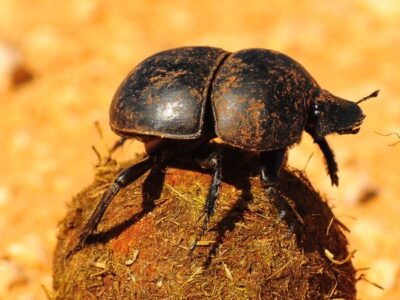 A Dung Beetle