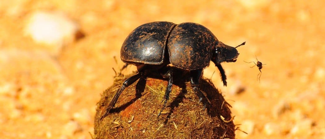 Dung Beetle Insect Facts - AZ Animals