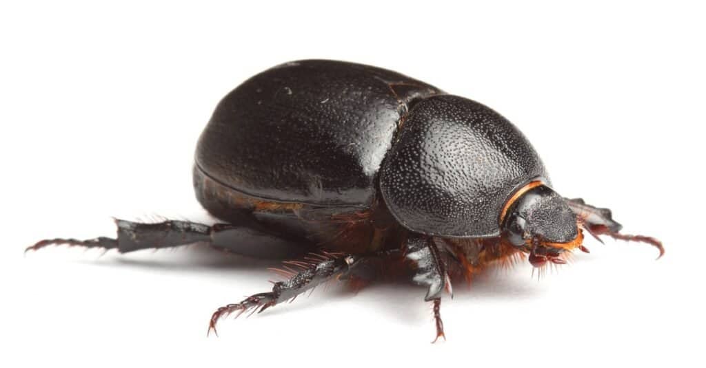 Earth-boring Dung beetle isolated on white background.