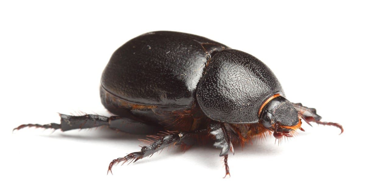 scarab beetle flying