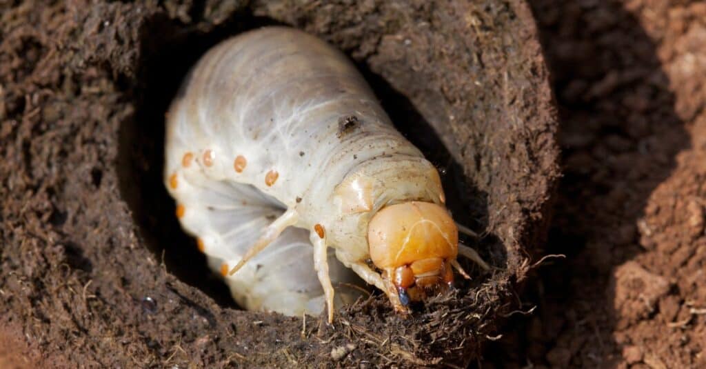 Dung beetle larva, Western High Plateau, Cameroon.